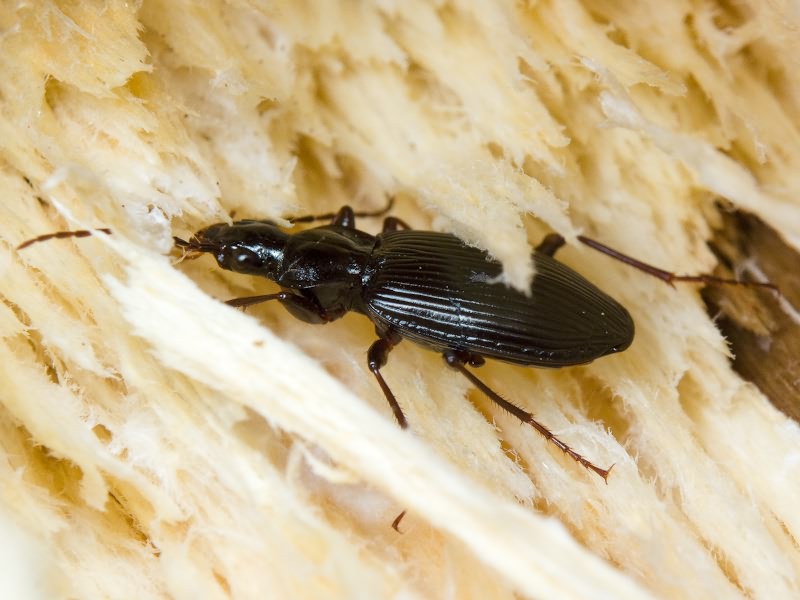 Agonum lugens (Duftschmid, 1812)